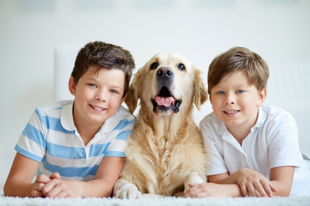Golden Retriever Familienhund