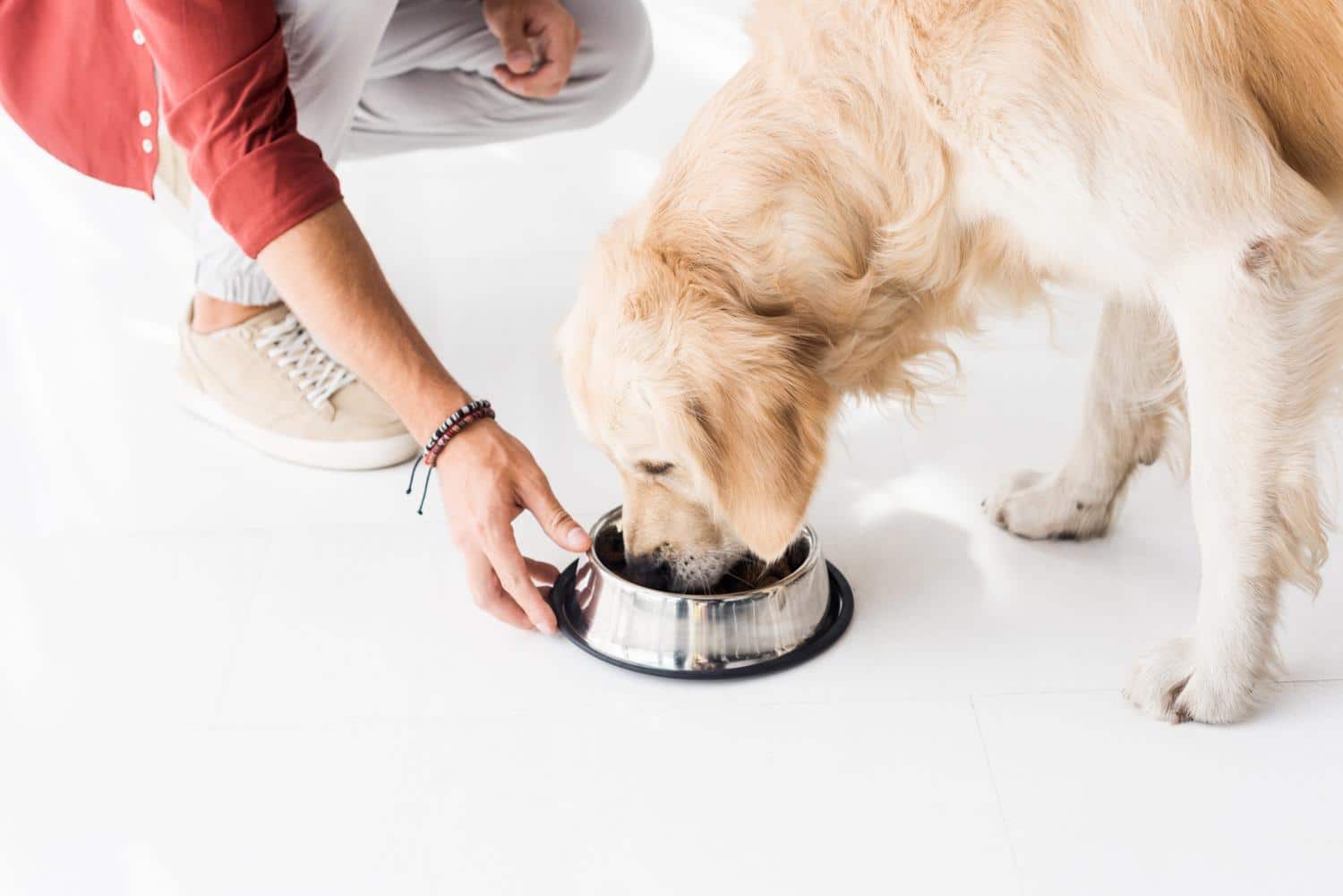 Golden Retriever Ernährung - So bleibt Dein Hund gesund