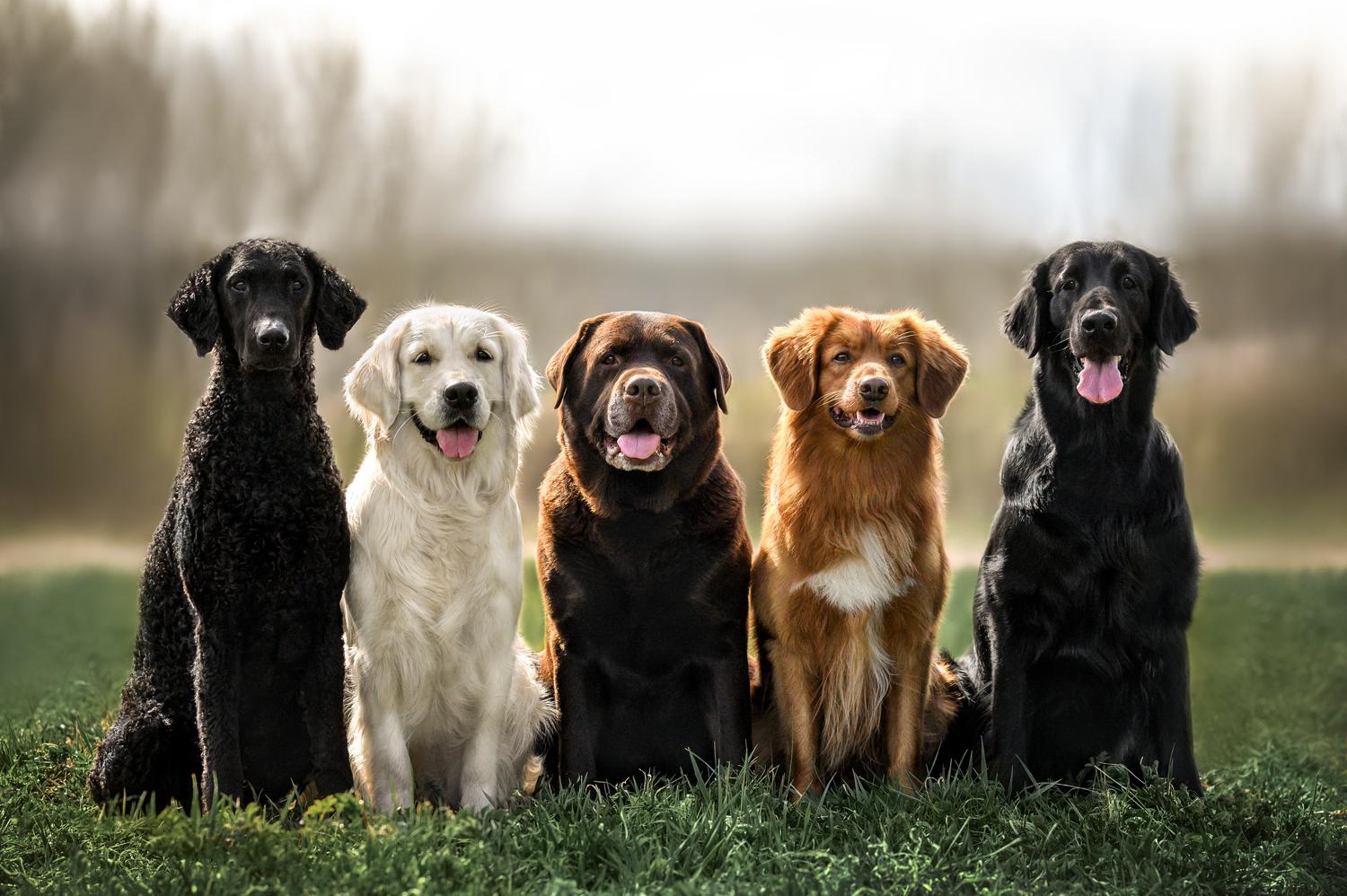 Welcher Hund passt am besten zum Golden Retriever?