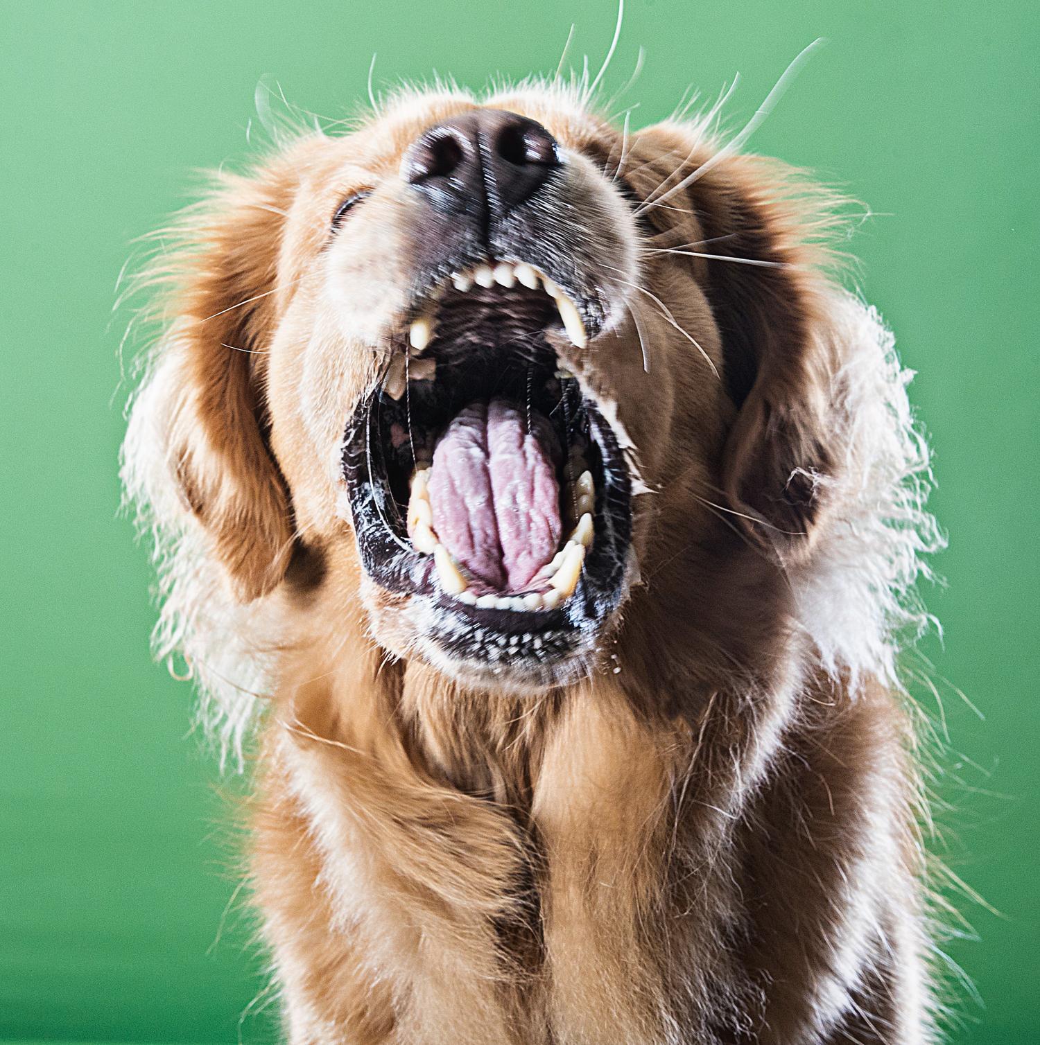 Sind Golden Retriever gefährliche Hunde?