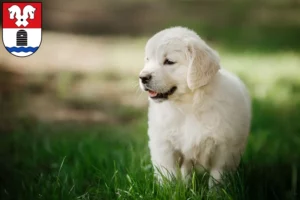 Mehr über den Artikel erfahren Golden Retriever Züchter und Welpen in Bad Fallingbostel