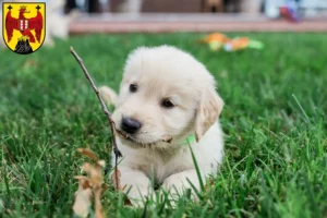 Mehr über den Artikel erfahren Golden Retriever Züchter und Welpen im Burgenland