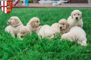 Mehr über den Artikel erfahren Golden Retriever Züchter und Welpen in Cochem