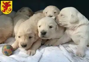 Mehr über den Artikel erfahren Golden Retriever Züchter und Welpen in Diepholz