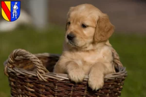 Mehr über den Artikel erfahren Golden Retriever Züchter und Welpen in Emmendingen