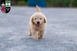 Mehr über den Artikel erfahren Golden Retriever Züchter und Welpen in Gelsenkirchen