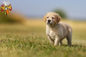 Mehr über den Artikel erfahren Golden Retriever Züchter und Welpen in Hanau