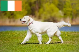 Mehr über den Artikel erfahren Golden Retriever Züchter und Welpen in Irland