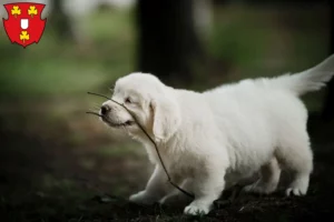 Mehr über den Artikel erfahren Golden Retriever Züchter und Welpen in Kleve