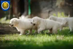 Mehr über den Artikel erfahren Golden Retriever Züchter und Welpen in Künzelsau