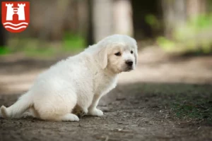 Mehr über den Artikel erfahren Golden Retriever Züchter und Welpen in Linz