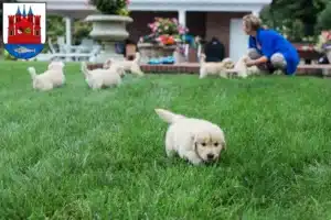 Mehr über den Artikel erfahren Golden Retriever Züchter und Welpen in Lutherstadt Wittenberg