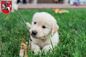 Mehr über den Artikel erfahren Golden Retriever Züchter und Welpen in Marburg