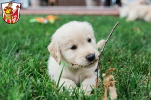 Mehr über den Artikel erfahren Golden Retriever Züchter und Welpen in Marktoberdorf