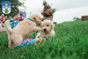 Mehr über den Artikel erfahren Golden Retriever Züchter und Welpen in Meiningen