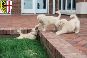 Mehr über den Artikel erfahren Golden Retriever Züchter und Welpen in Memmingen