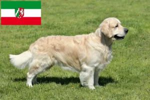 Mehr über den Artikel erfahren Golden Retriever Züchter und Welpen in Nordrhein-Westfalen