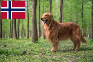 Mehr über den Artikel erfahren Golden Retriever Züchter und Welpen in Norwegen