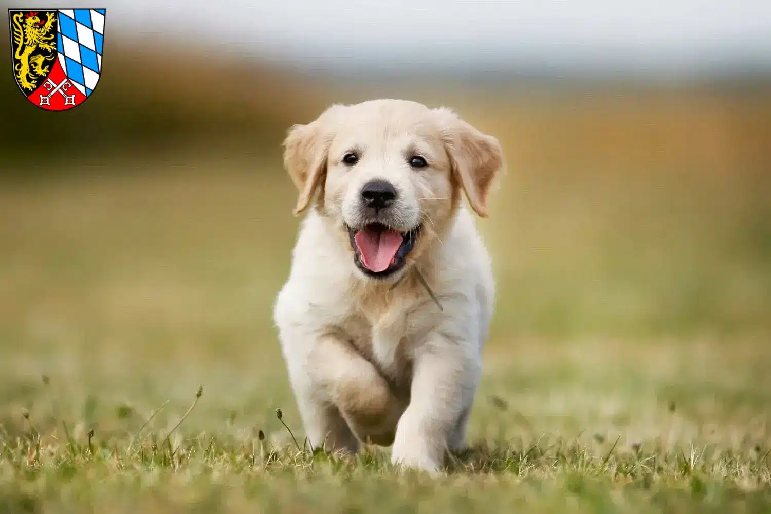 Golden Retriever Züchter und Welpen in der Oberpfalz - GoldenR.de