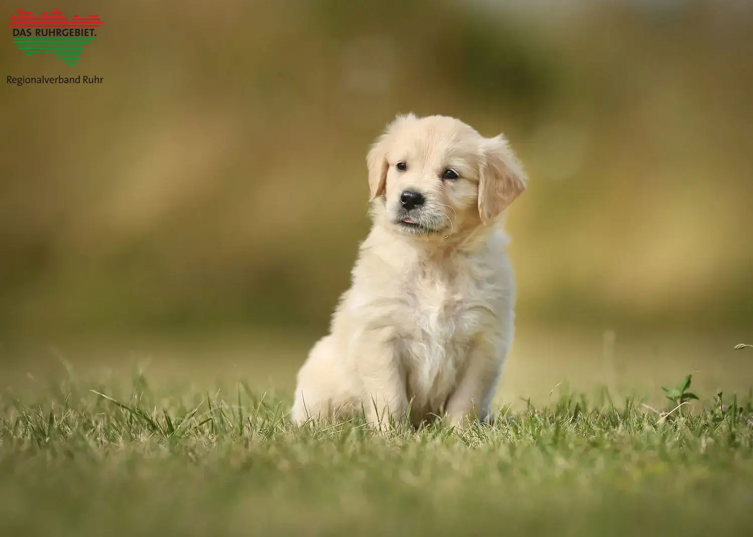 Golden Retriever Züchter und Welpen im Ruhrgebiet - GoldenR.de