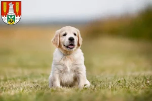 Mehr über den Artikel erfahren Golden Retriever Züchter und Welpen in Salzgitter