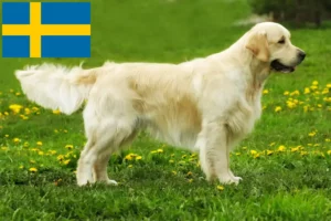 Mehr über den Artikel erfahren Golden Retriever Züchter und Welpen in Schweden