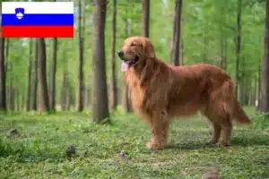 Mehr über den Artikel erfahren Golden Retriever Züchter und Welpen in Slowenien