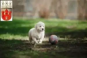 Mehr über den Artikel erfahren Golden Retriever Züchter und Welpen in Stadthagen