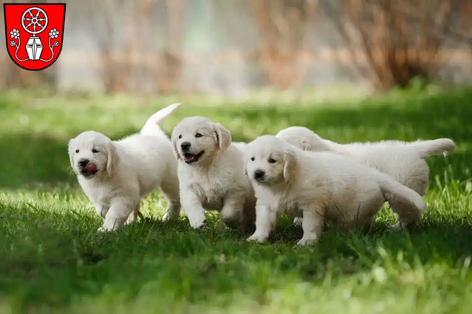 Golden Retriever Züchter und Welpen in Tauberbischofsheim - GoldenR.de