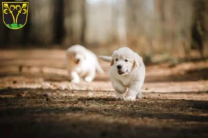 Mehr über den Artikel erfahren Golden Retriever Züchter und Welpen in Traunstein