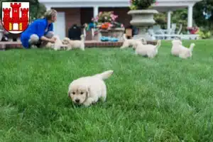 Mehr über den Artikel erfahren Golden Retriever Züchter und Welpen in Weilheim in Oberbayern