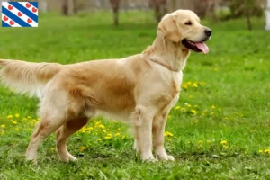 Mehr über den Artikel erfahren Golden Retriever Züchter und Welpen in Friesland