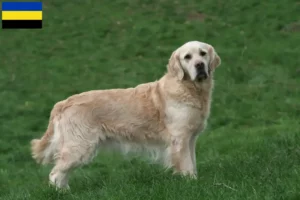 Mehr über den Artikel erfahren Golden Retriever Züchter und Welpen in Gelderland